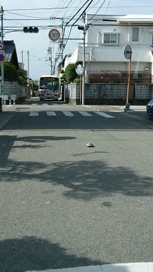 20180526 かめ