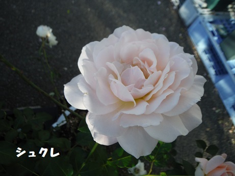 20181109 ばらしゅくれ