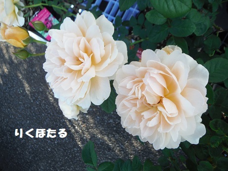 20181109 ばらりくほたる