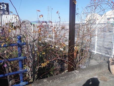 20190120 剪定1