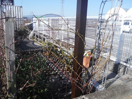 20190120剪定3