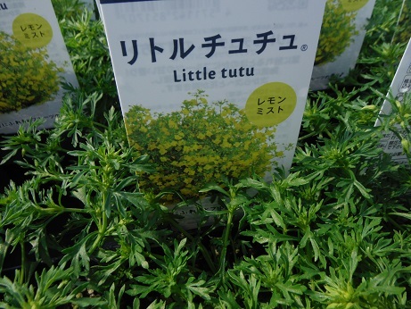 20190412 3リトルチュチュ
