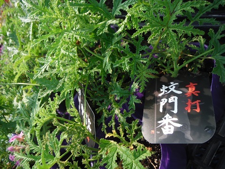 20190419 2ハーブ 蚊門番