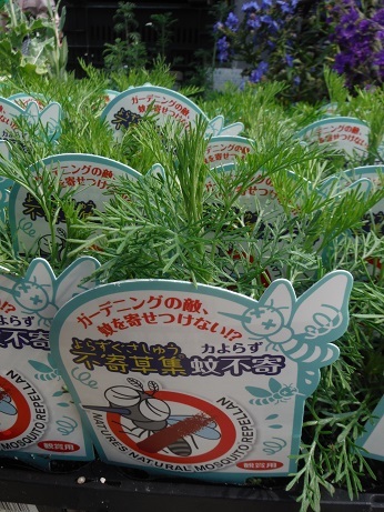 20190419 2ハーブカヨラズ