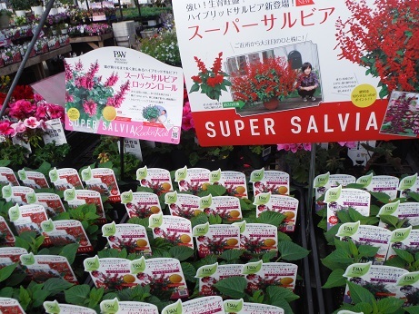 20190419 3スーパーサルビア ロックンロール