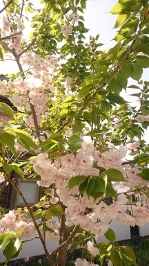 20190427 にわ3