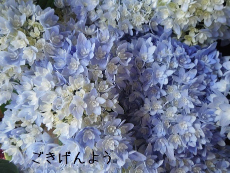 20190503 4あじ ごきげんよう