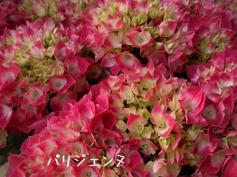 20190503 4あじ パリジェンヌ