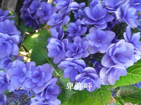 20190503 4あじ ヒミコ