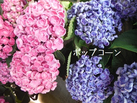 20190503 4あじ ぽっぷこーんあ