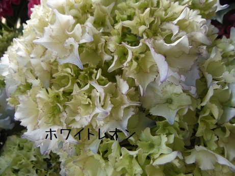 20190503 4あじ ホワイトレオン