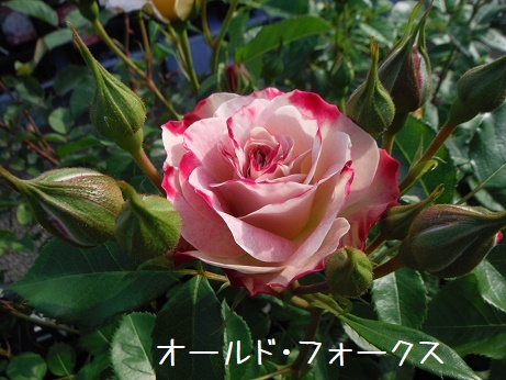 20190503 16オールドフォークス