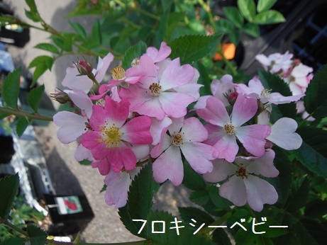 20190503 16フロキシーベビー