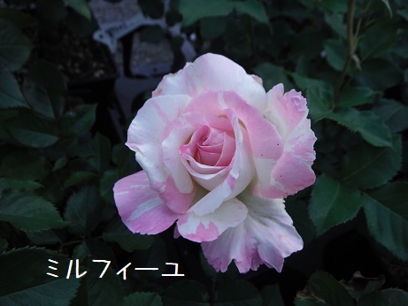 20190503 16ミルフィーユ