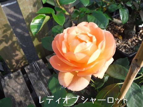 20190503 16レディオブシャーロット