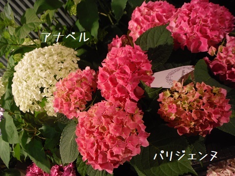 20190511 あじ
