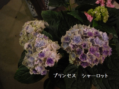 20190511 あじ2
