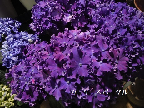 20190511 あじ3