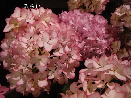 20190511 あじ4