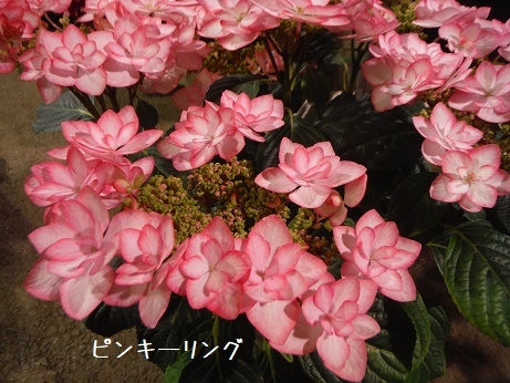 20190511 あじ5