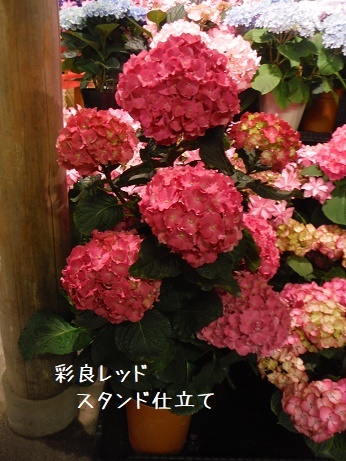 20190511 あじ6