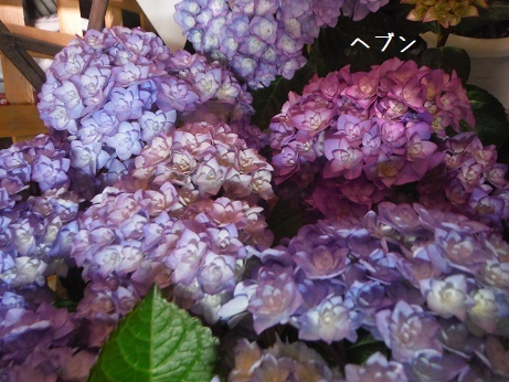20190511 あじ8