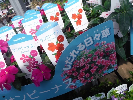 20190517 3ふぇ サンビーナス