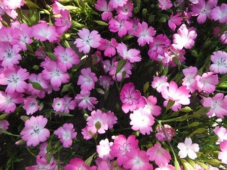 20190523 4桜ナデシコ