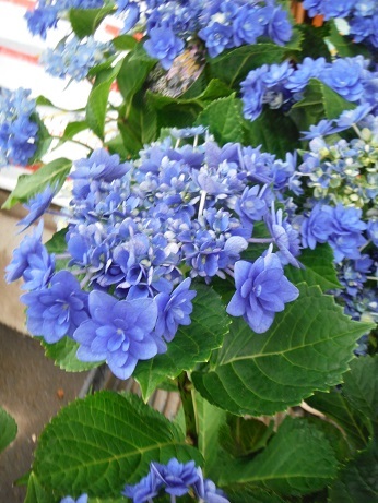 20190531 4あじ ひみこ