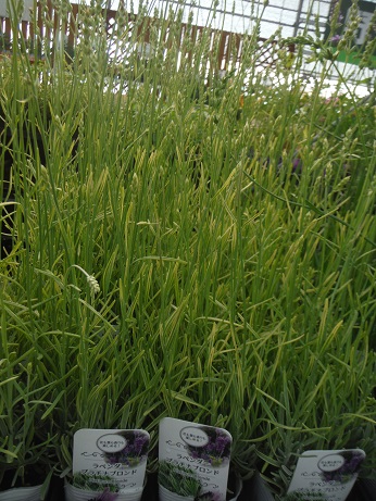 20190607 2プラチナブロンド
