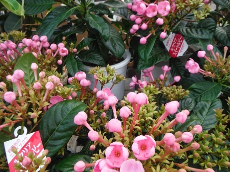 20191011 4ルクリア スイートルb-