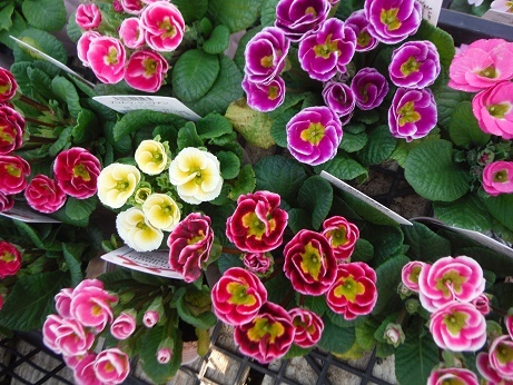 20191220 2プリムラ シアワセリング