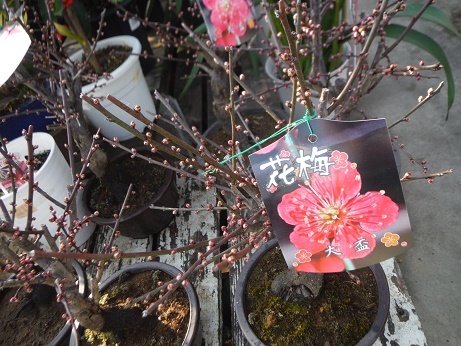20191220 4n梅
