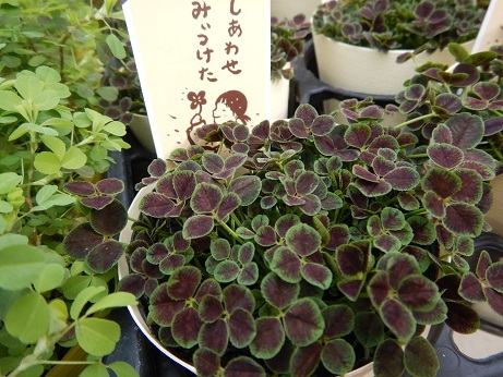 20200208 2リーフ四つ葉くyろーば