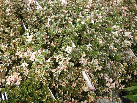 20200220 2花粉フォックスリー