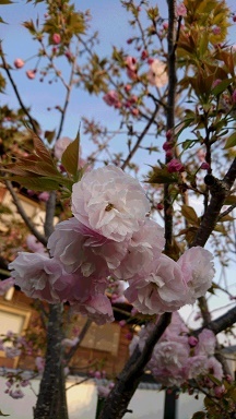 20200419花2