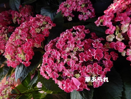 20200501 4あじ華あられ