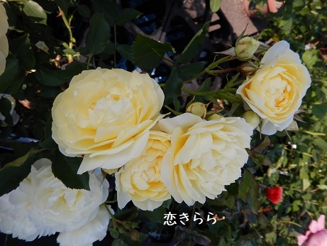 20200502 こいきらら