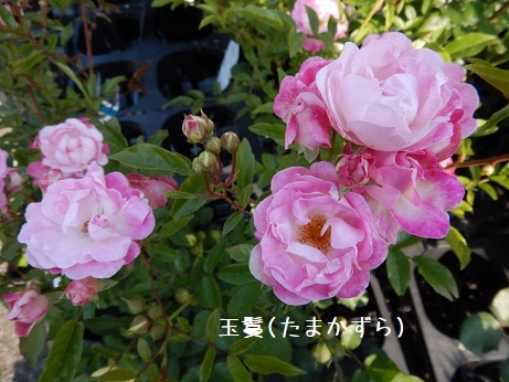 20200502 たまかずら