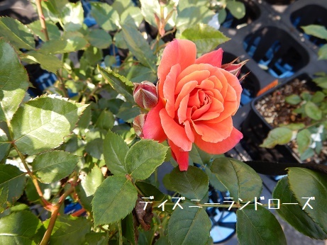 20200502 ディズニーランドr-ズ