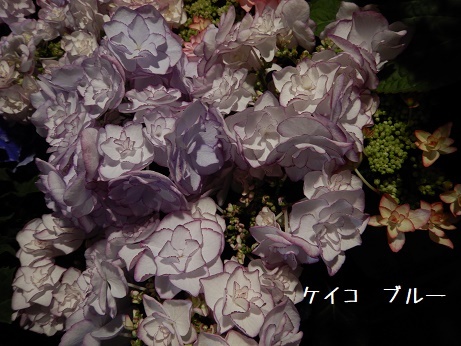 20200508 4ハイド ケイコ