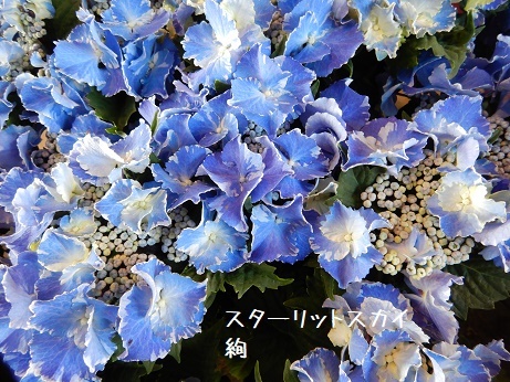20200508 4ハイドスsターリットスカイあや