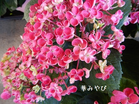 20200508 4ハイド華みやび