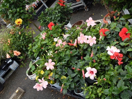 20200612 4haibi