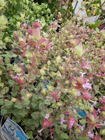 20200708 4オレガノ カルカラツム