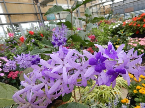20200708 熱帯ペトレア 女王の花輪