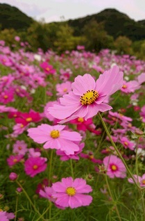 20201024 こすもす3