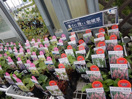 20201106 3宿根草