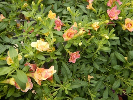 20201106 2カリブラ八重