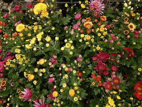 20201106 2キク